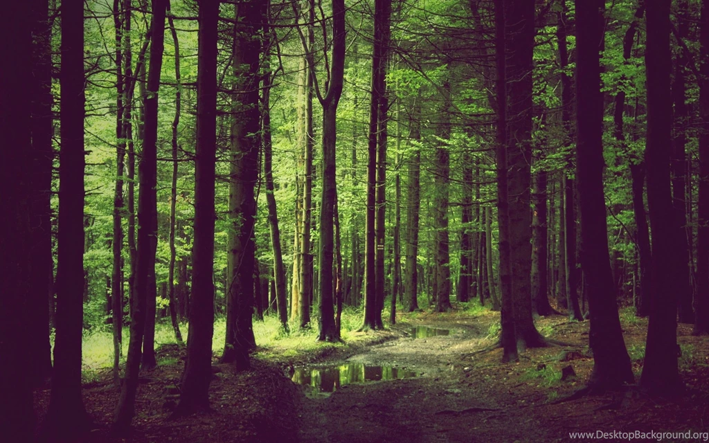Spring Forest Wallpapers