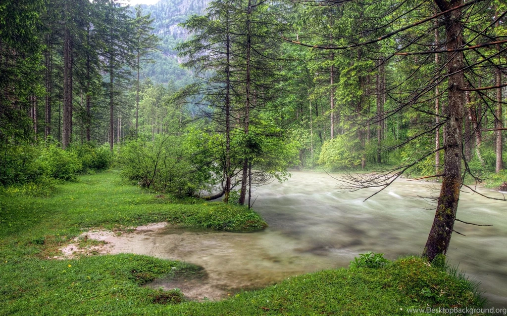 Spring Forest Desktop Wallpapers Wallpaper.