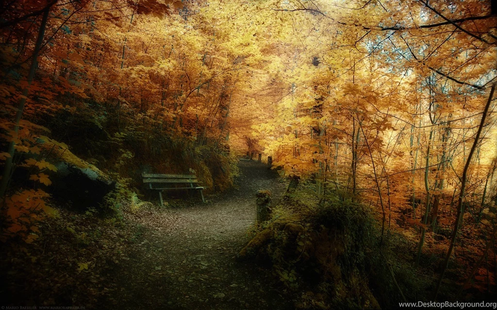 Bench Spring Forest Wallpapers High Resolution