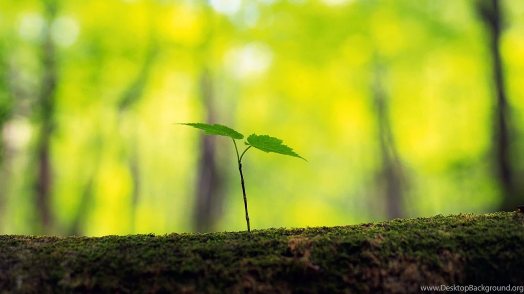 Download Wallpapers 3840x2160 Tree, Trunk, Sprout, Spring, Forest ...