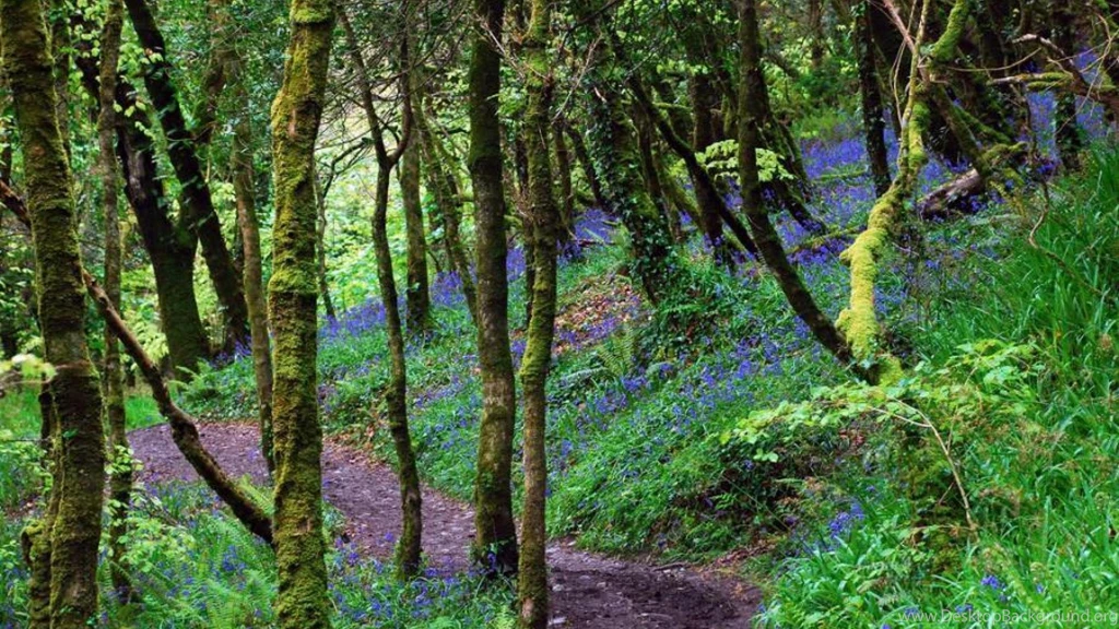 BLUEBELL FOREST WALLPAPER (
