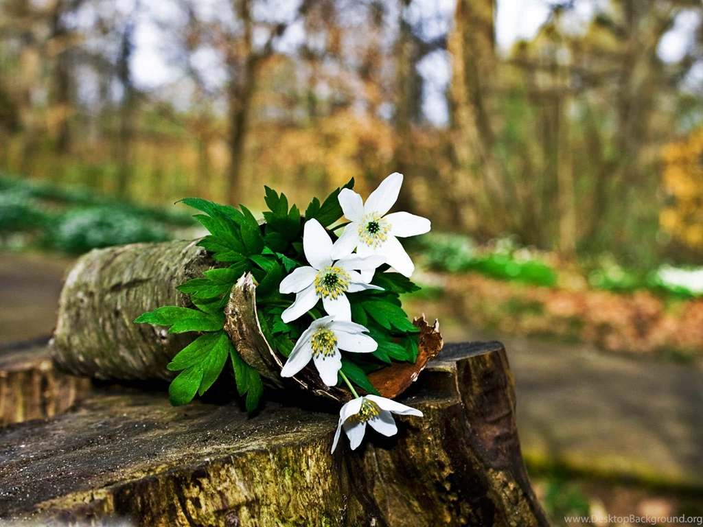 Spring_forest_flowers wallpaper 2048x1536.jpg