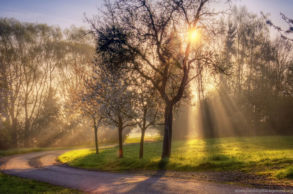 Blooming Spring Forest In The Morning Wallpapers And Images ...