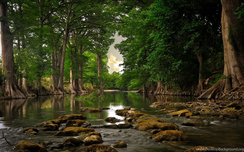Spring Forest Wallpapers