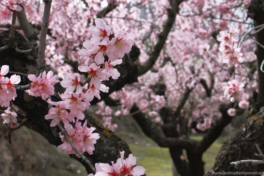 Blooming Spring Forest Wallpapers And Images Wallpapers ...