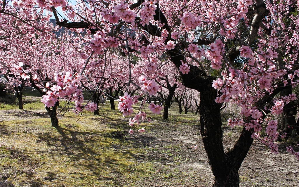 Blooming Spring Forest Wallpapers And Images Wallpapers ...