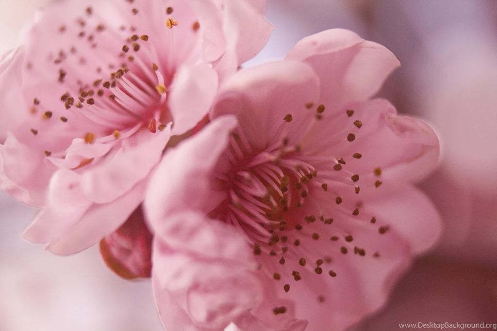 Pretty Wallpapers For Desktop Wallpapers Cave