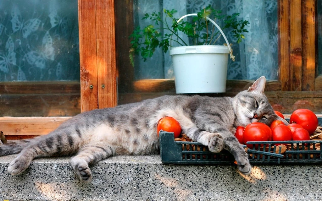 Pomodoro Italian Food Wallpapers (19540867) Fanpop