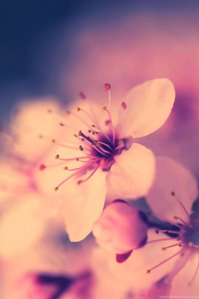 Home Screen Backgrounds On Pinterest