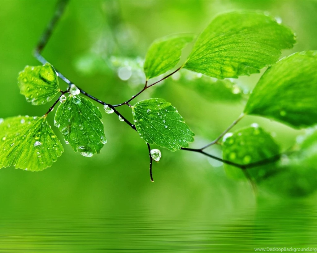 Green Theme Background, Drops Of Water On The Leaves Wallpapers ...