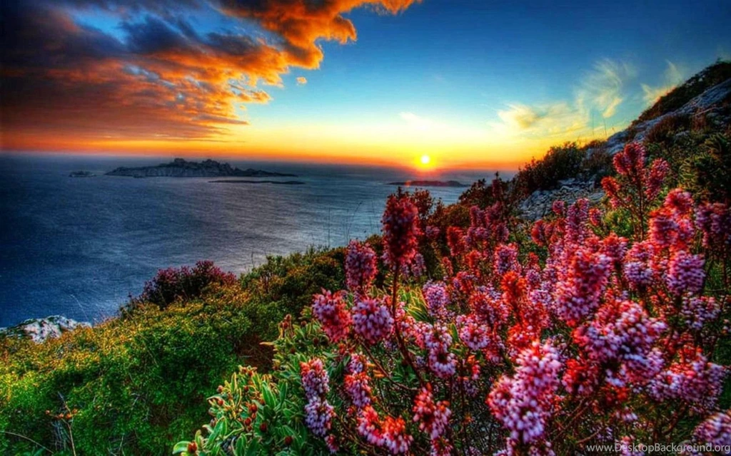 Coastal Flowers At Sunset Hd Wallpapers 604545 : Wallpapers13.com
