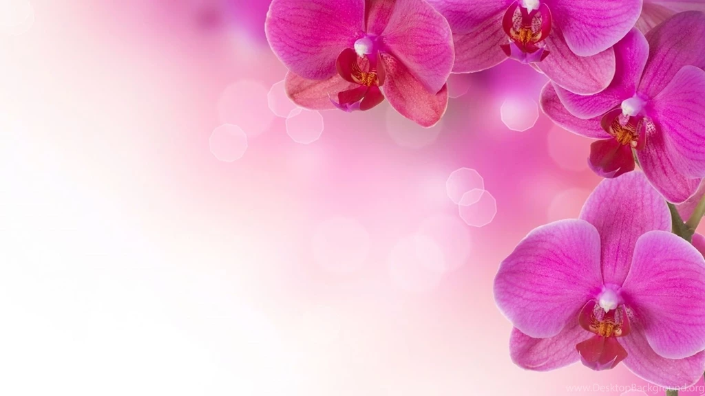 Beautiful Flower Wallpapers