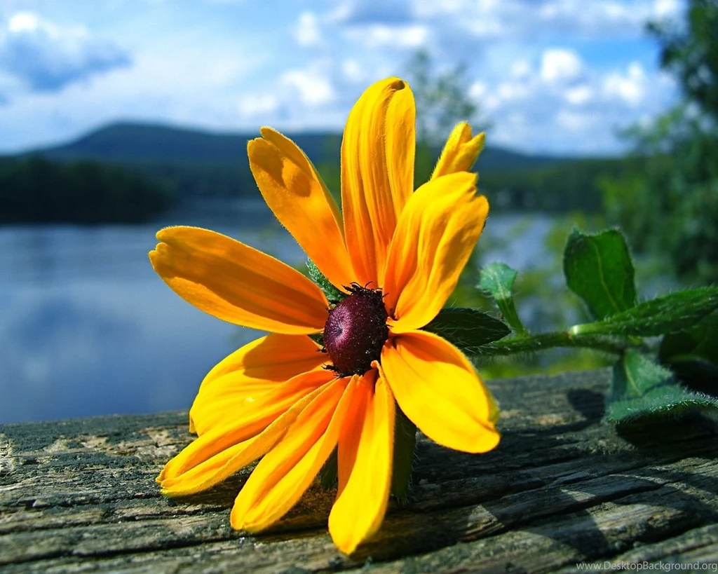 Flower Wallpapers STAY067