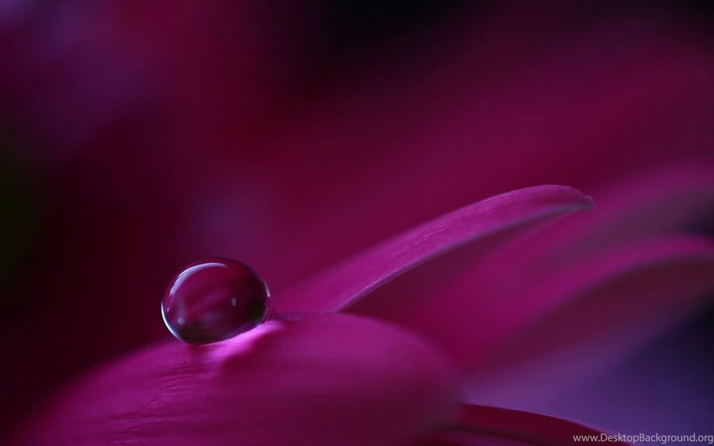 Awesome Water Flower Wallpapers