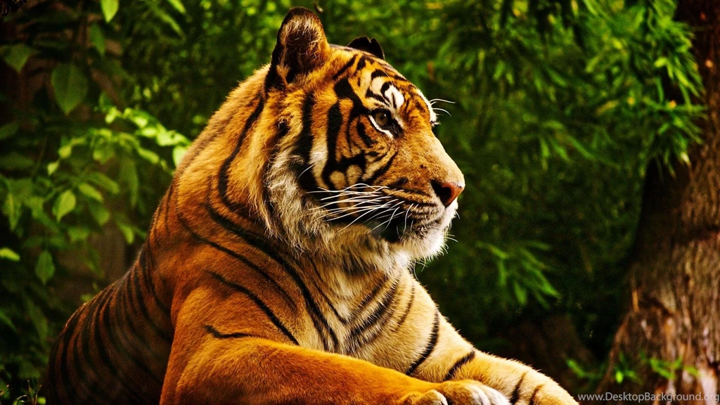 Forest Tiger Desktop HD Wallpapers   DreamLoveWallpapers