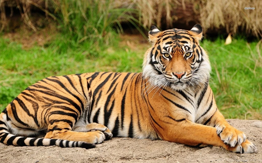 Download Cool Hd Animal Tiger Wallpaper Backgrounds In Animals ...
