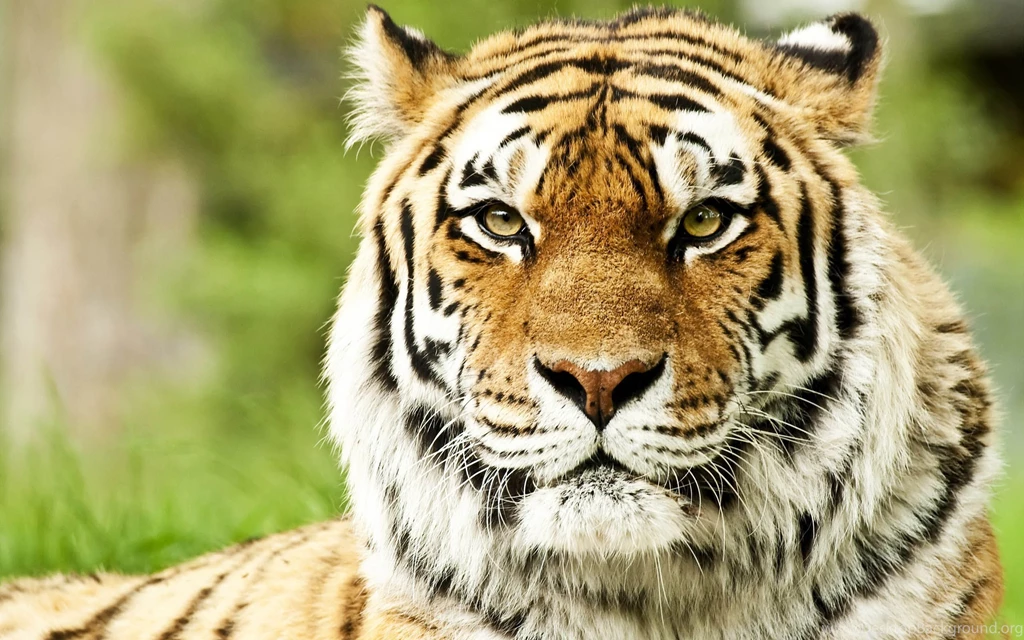 Animal