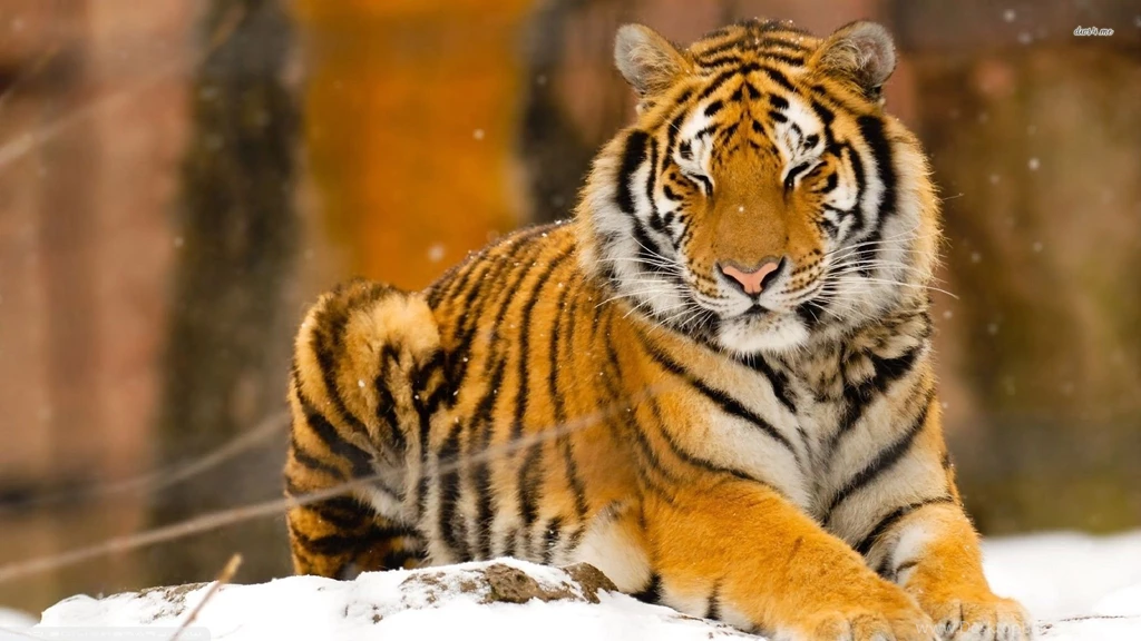 Siberian HD Animal Wallpapers