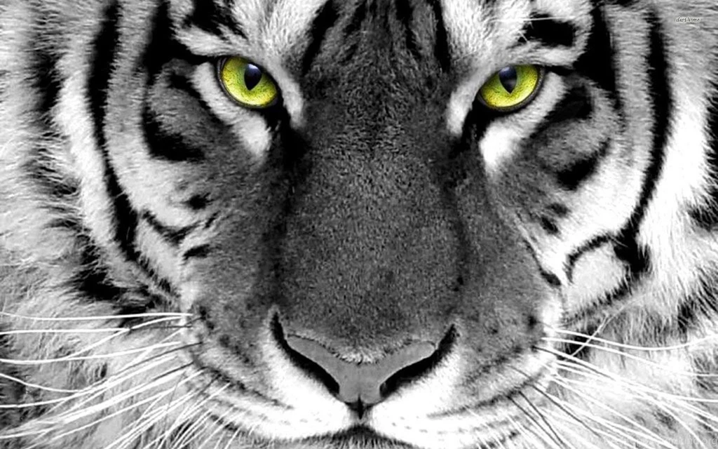 Tiger Wallpapers Animal Wallpapers