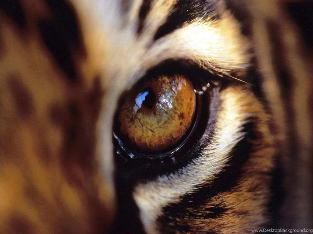 Fierce Tiger Pictures Wallpapers HD Wide