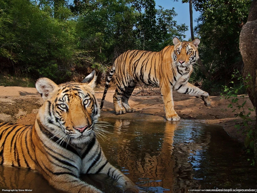 Tiger Picture – Animal Wallpapers   National Geographic Photo Of ...