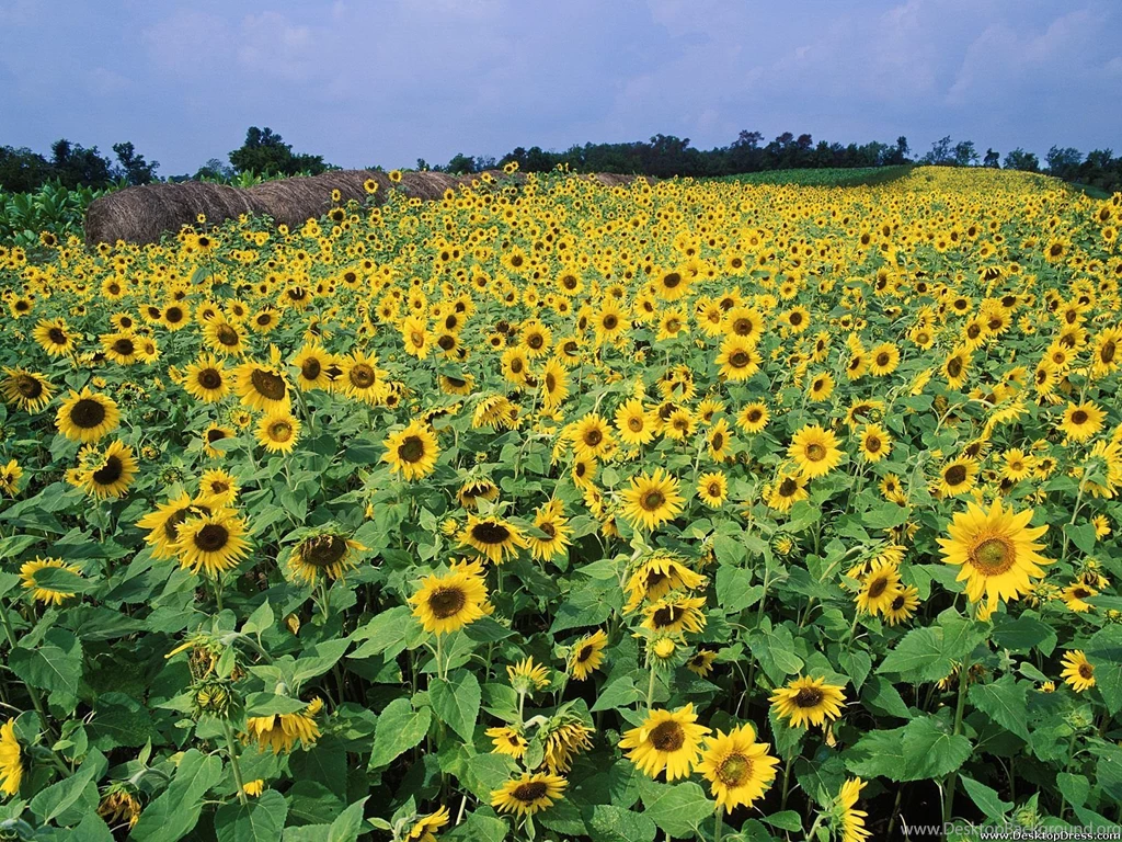 Desktop Wallpapers » Flowers Backgrounds » Sunflower Field, Near ...