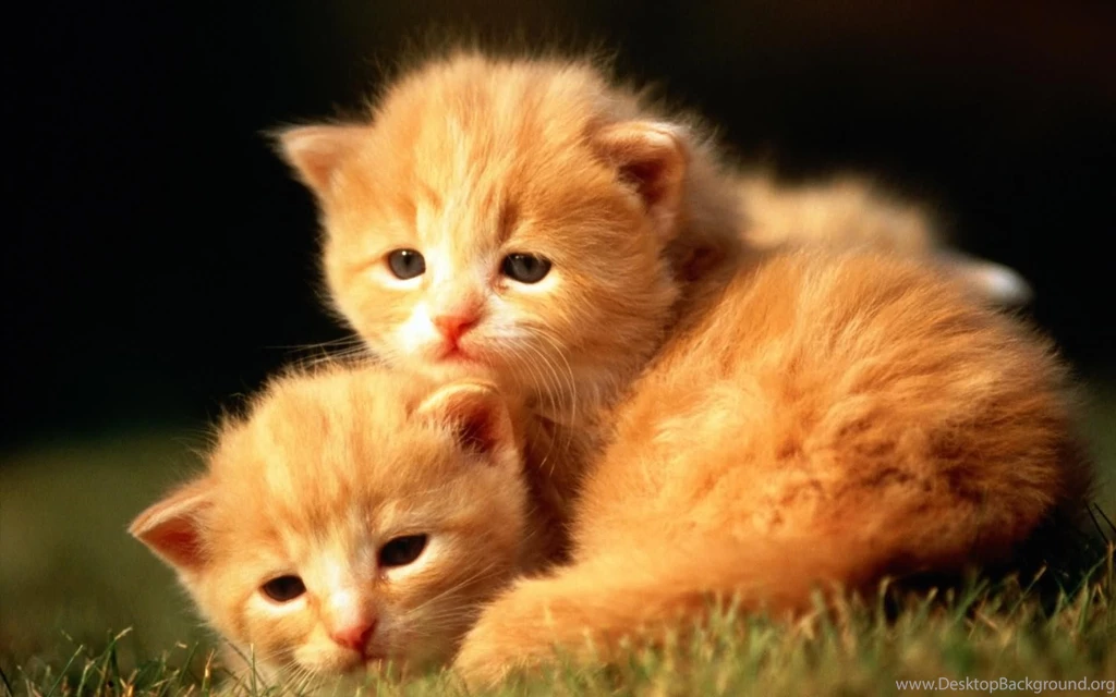 Cute baby cat HD wallpapers.jpg