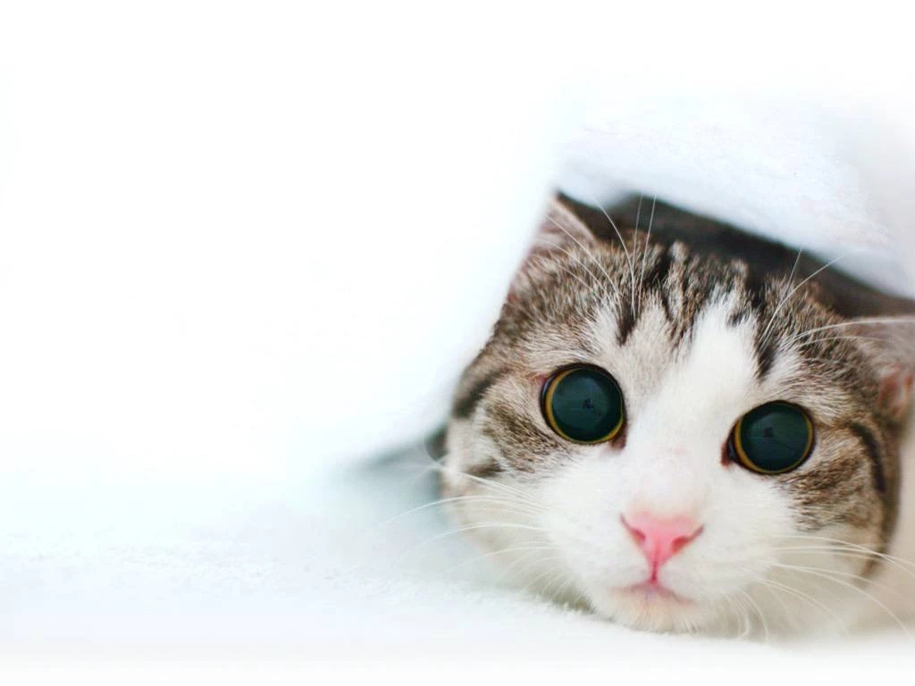Hd Wallpapers For Cute Cat Free Android Application Createapk.com