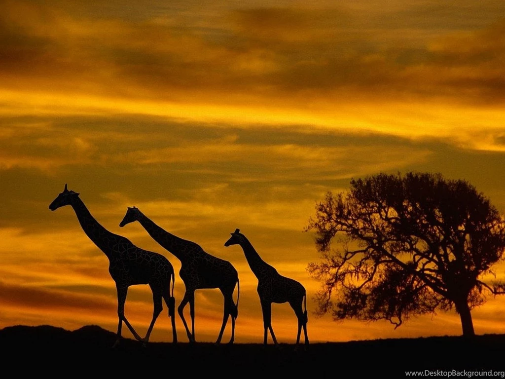 Giraffe Computer Wallpapers, Desktop Backgrounds