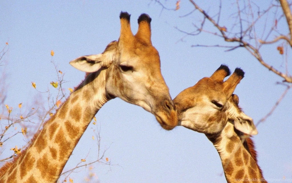 Two Huddled Giraffe Desktop Backgrounds HD 1920x1200