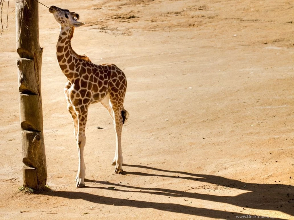 Baby Giraffe Wallpaper, Wallpaper, Baby Giraffe Wallpapers Hd ...