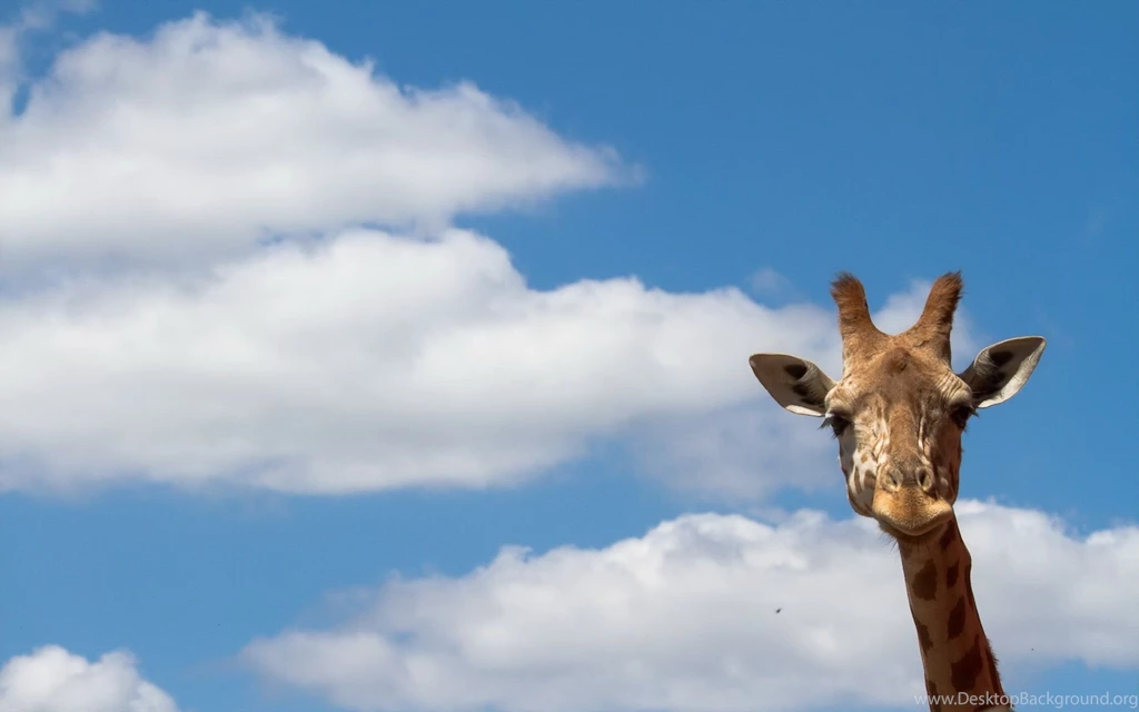 Heavenly Giraffe Desktop Backgrounds HD 1920x1200