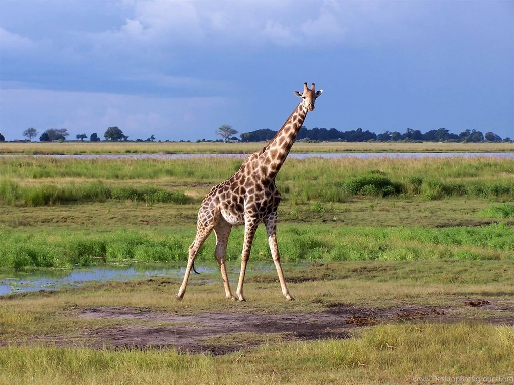 Wallpapers Sea: Giraffe Backgrounds