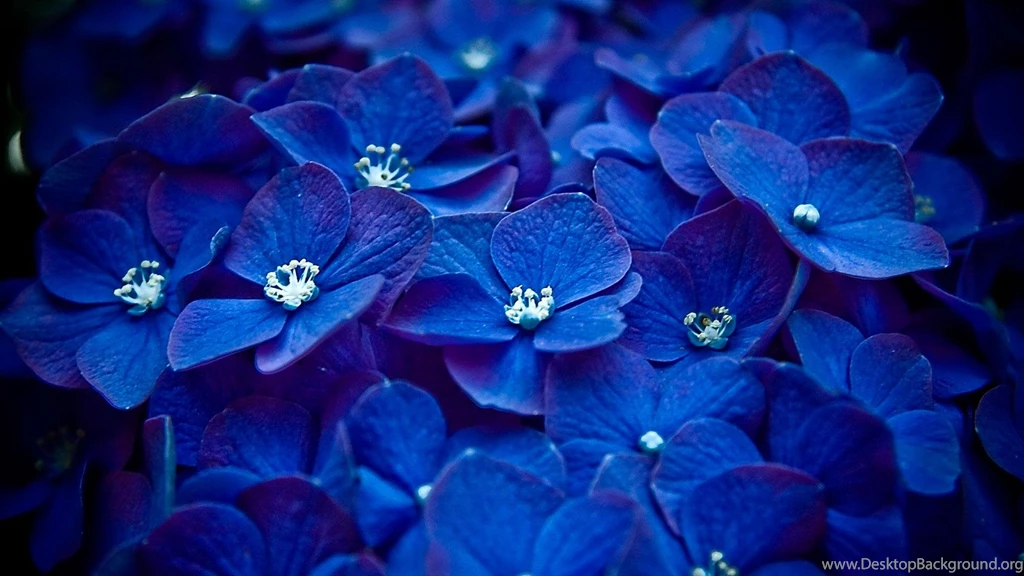 Pretty Blue Wallpapers All Wallpapers New