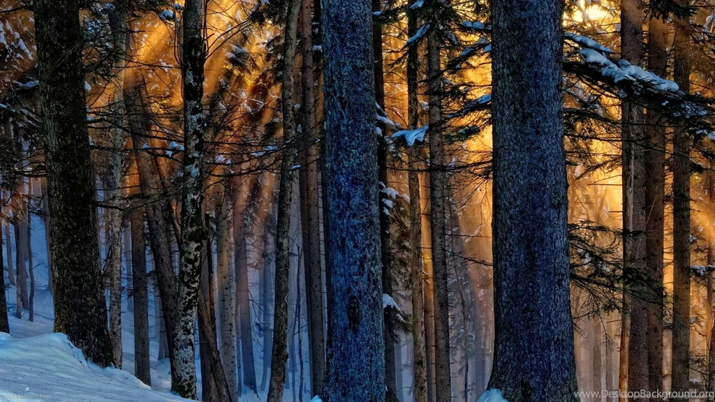 Download 1600x900 Magic Wood Wallpapers