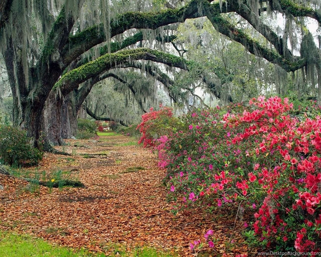 Nature Wallpapers For Desktop Backgrounds Full Screen