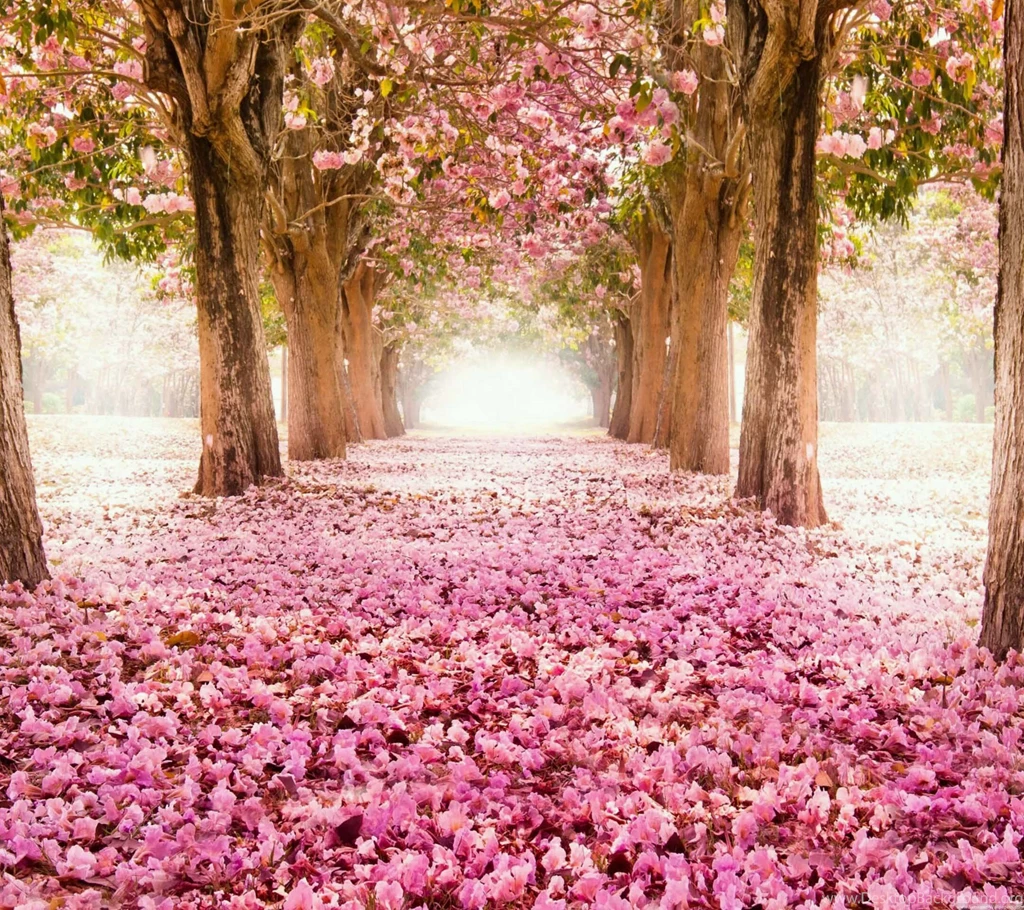 Nature / 2160x1920_Samsung Wallpapers