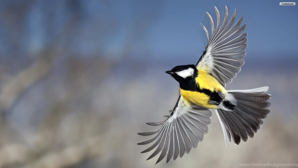 YouWall Pretty Yellow Bird Wallpapers Wallpaper,wallpapers,free ...