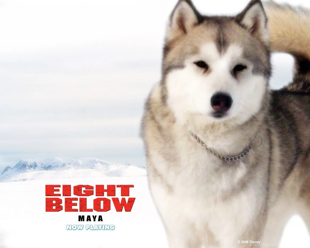 Eight Below