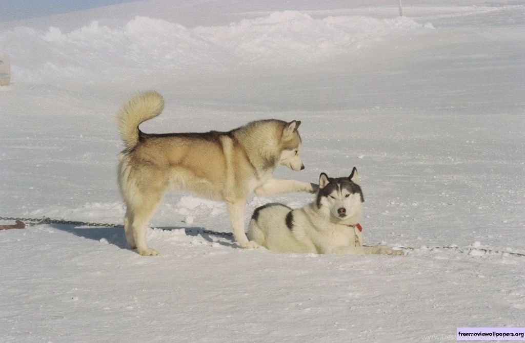 Dogs Names In Eight Below Images