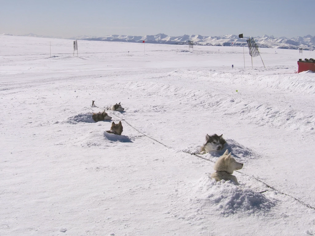 SLED DOGS STAR IN TALE OF ANTARCTIC ADVENTURE::Mushing.com   The ...