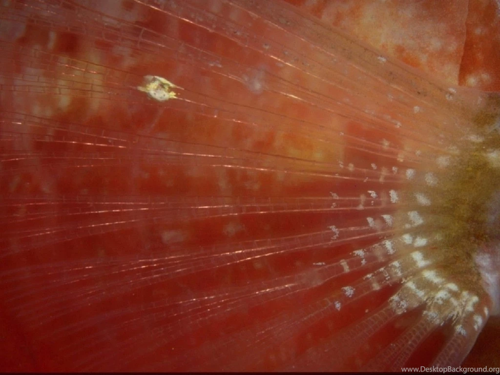 Sea Wallpapers City Roslindale Desktop Background