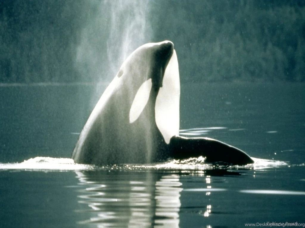 Sea Wallpapers City Roslindale