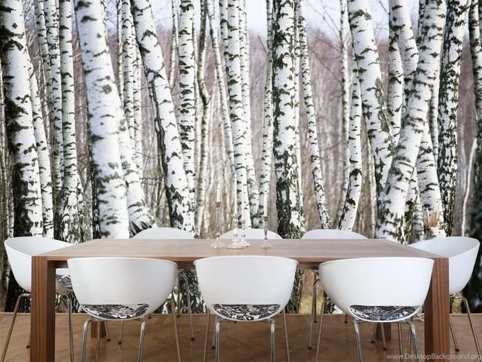Birch Tree Wall Mural To Make Your Room Fresh   Wallpapers Mural Ideas