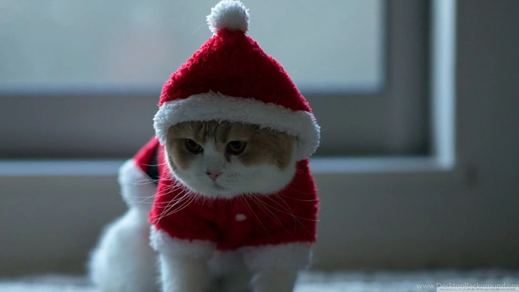 Santa Claus Cat HD Desktop Wallpapers : Widescreen : High ...