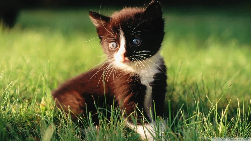 Wallpapers Desktop Backgrounds Full Screen