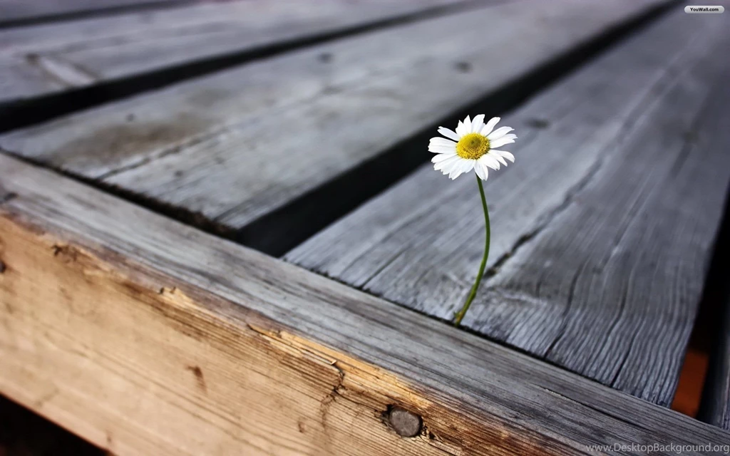 Daisy Computer Wallpapers, Desktop Backgrounds