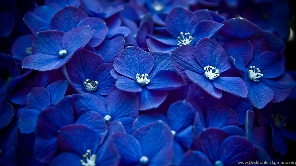 1366x768 Blue Hortensia Wallpapers