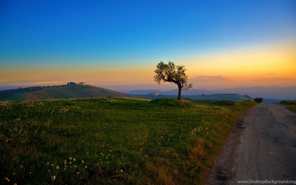 Sunset Landscapes Nature Trees Fields Blue Sky Wallpapers   (