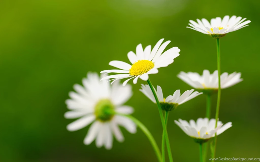 Wallpapers Desktop Nature Flowers